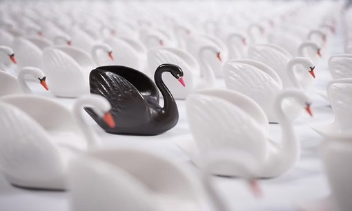 Black Swans and Fiber Networks